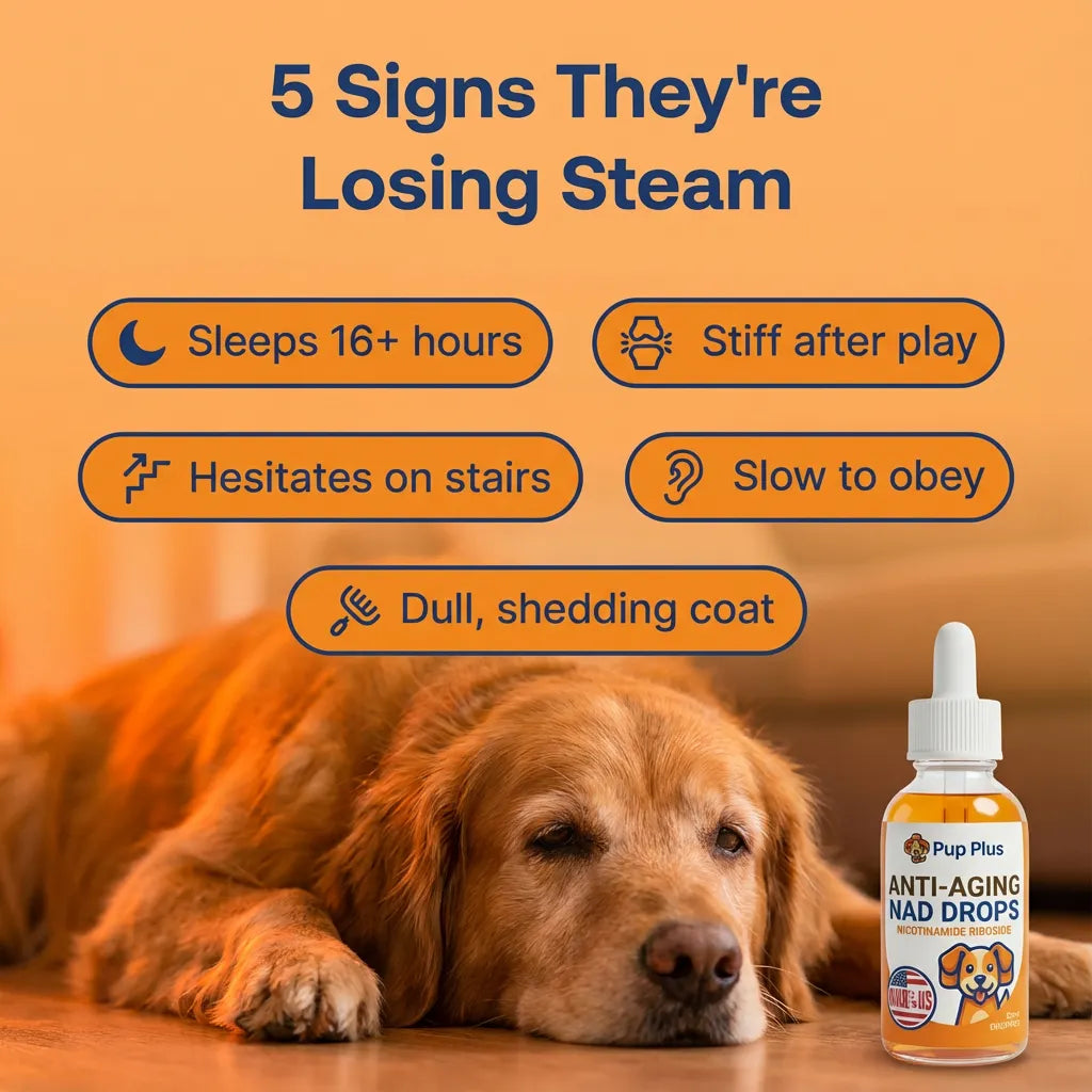 Pup Plus NAD+ Formula